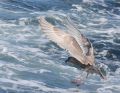 Glaucous-winged Gull